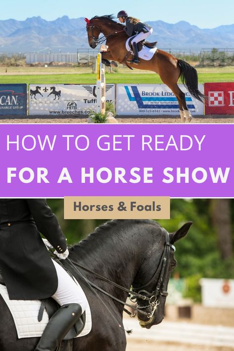 Horse Show Prep, Horse Suit, Horses Foals, Diy Horse Barn, Horse Competition, Horse Showing, Diy Horse, Horse Care Tips, Horse Facts