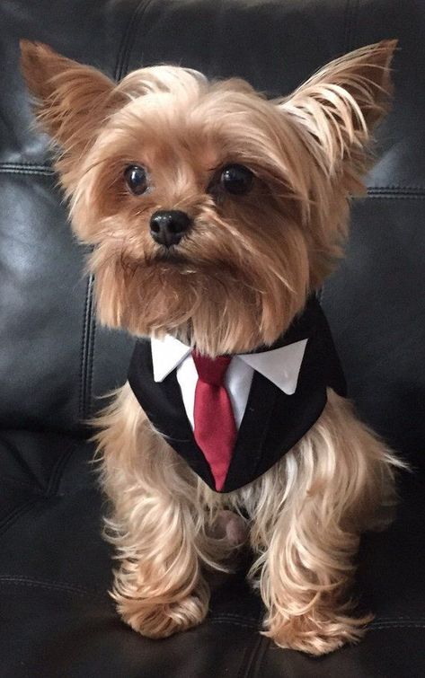 Formal Dog, Dog Tuxedo, Formal Tuxedo, Dog Clothes Diy, Dog Clothes Patterns, Yorkie Dogs, Yorkshire Terrier Puppies, Black Formal, Yorkie Puppy