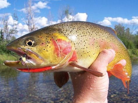 cutthroat trout | Beautiful Snake River Cutthroat Trout - Picture of Fish the… Idaho Watercolor, Watercolor References, Trout Species, Arctic Habitat, Trout Painting, Trout Art, Cutthroat Trout, Tin Soldier, Jackson Hole Wy