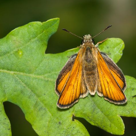 Skipper Butterfly, Butterfly Dresses, Colorful Moths, Orange Plant, Damselflies, Butterfly Species, Flora Flowers, Butterfly Photos, British Wildlife