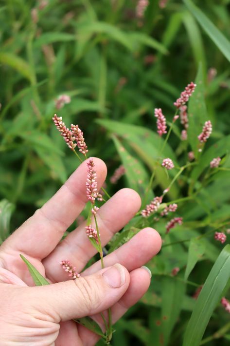 Foraging Outfit, Medicinal Wild Plants, Medicinal Weeds, Wild Foraging, Herbal Education, Wild Food Foraging, Herbal Remedies Recipes, Medicinal Herbs Garden, Edible Wild Plants