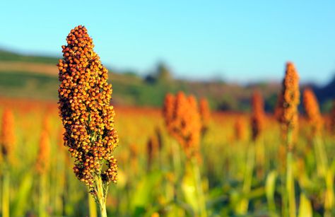 Sorghum Syrup, Sorghum Flour, Most Nutritious Foods, Ancient Grains, New Roots, Sour Cream And Onion, Gluten Free Flour, Food Staples, Rice Flour