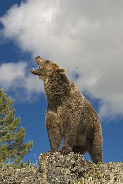 Bear Looking Up, Grizzly Bear Roaring, Bear Profile, Bear Roaring, Roaring Bear, Grizzly Bears, Bear Pictures, Wild Creatures, Love Bear