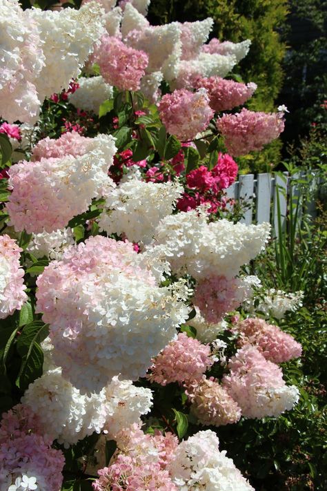 Strawberry Hydrangea, Cottage Garden, A Garden, Hydrangea, Pink Flowers, Vanilla, Cottage, Flowers, Pink