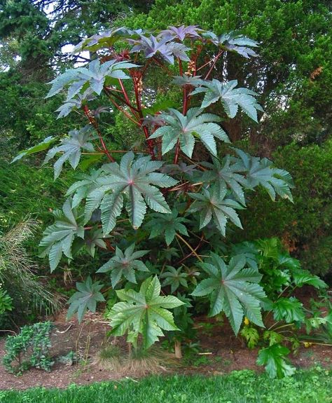 Castor Oil Plant, Castor Plant, Castor Bean Plant, Castor Bean, Herbal Plants, Luxury Garden, Mediterranean Garden, Ornamental Plants, Tropical Landscaping