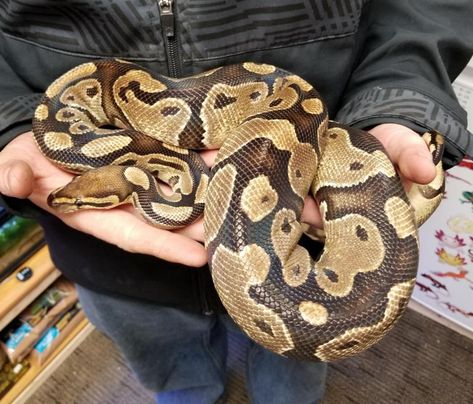 Pet Peeves List, Ball Python Pet, Ball Python Care, Baby Ball Python, Pretty Snakes, Ball Python Morphs, Reptile Room, Ball Pythons, Cute Reptiles