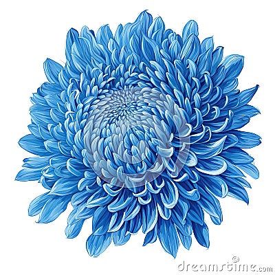 blue-chrysanthemum-flower-white-background-isolated-style-ancient-botanical-illustrations Blue Chrysanthemum, Chrysanthemum Flower, Botanical Illustrations, Flower White, Botanical Illustration, Chrysanthemum, White Background, Composition, Turquoise