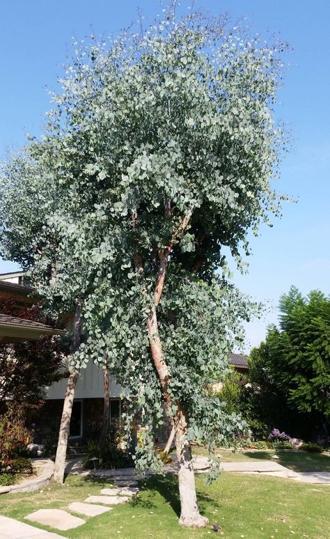 Eucalyptus Tree Garden, Small Eucalyptus Tree, Eucalyptus Gunnii Tree, Eucalyptus Landscaping, Eucalyptus Plant Outdoor, Planting Eucalyptus Outside, Eucalyptus Tree Outdoor, Silver Dollar Eucalyptus Tree, Cinerea Eucalyptus