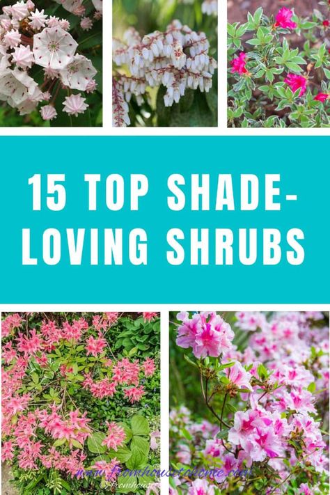 Shade Loving Shrubs: The Best Bushes To Plant Under Trees | Garden Plants Shade Perennials Under Tree, Shade Bushes, Evergreens For Shade, Perennial Garden Design, Shade Loving Shrubs, Plants Under Trees, Shade Garden Design, Full Sun Plants, Perennial Shrubs