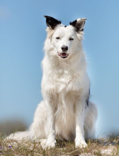 Border Collie Colors, Border Collie Pictures, White Border Collie, Akc Breeds, Sheltie Dogs, Border Collie Puppies, Very Cute Dogs, Herding Dogs, Border Collie Dog