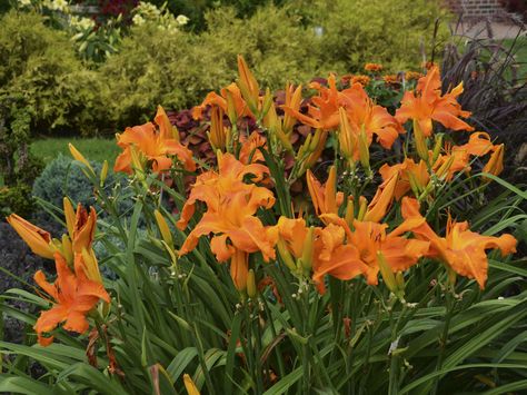 orange daylily Orange Day Lilies, Daylily Garden Design Beds, Landscaping With Daylilies, Dream Landscaping, Orange Daylily, Lilly Garden, Pergola Design Ideas, Curb Appeal Landscape, Front Flower Beds