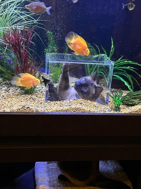 Cool Fish Tank Decorations, Aquarium Mini, Turtle Aquarium, Fish Tank Themes, Custom Aquarium, Fish Tank Terrarium, Goldfish Tank, Cool Fish Tanks, Fish Tank Design