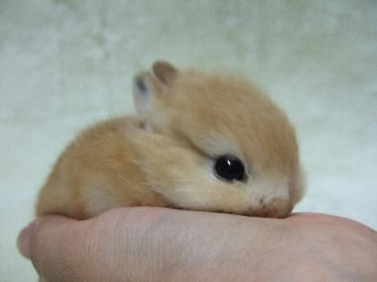 19 Super Tiny Bunnies That Will Melt The Frost Off Your Heart - I Can Has Cheezburger? Cute Bunny Pictures, Tiny Bunny, Baby Animals Pictures, Bunny Pictures, Pretty Animals, Baby Animals Funny, Pet Rabbit, Fluffy Animals