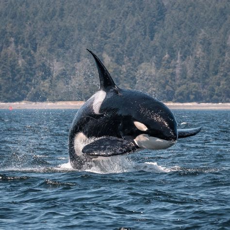 Orca Whales Photography, Orca Art, Orcinus Orca, Sea Mammal, Orca Whale, Beautiful Sea Creatures, Orca Whales, Ocean Pictures, Most Beautiful Animals