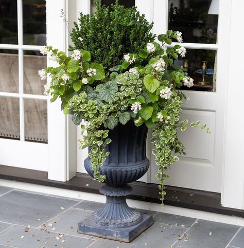 Boxwood Planters, Spring Containers, Front Porch Flower Pots, Front Porch Flowers, Summer Planter, Boxwood Garden, Fall Container Gardens, Spring Planter, Porch Flowers