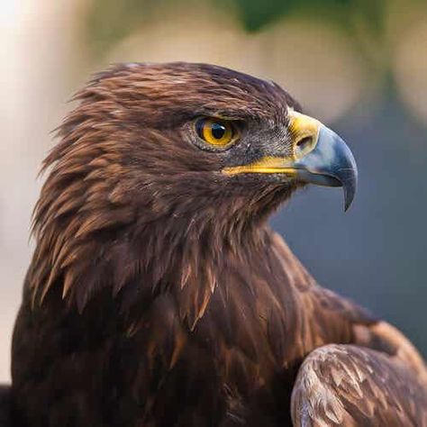 Golden Eagle Art, Animal Characteristics, Wedge Tailed Eagle, Hawk Eagle, Eagle Drawing, Eagle Images, Eagle Wallpaper, Wings Like Eagles, Eagle Pictures