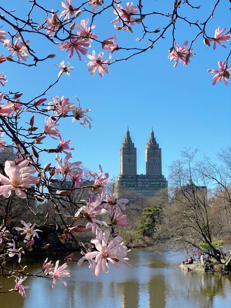 #centralpark #nyc #newyorkcity #newyork #cityphotography #city #spring #cherryblossoms #blooms Spring City Aesthetic, City Flowers, Spring City, City Landscape, I ❤ Ny, City Photography, City Aesthetic, Flowering Trees, Blooming Flowers