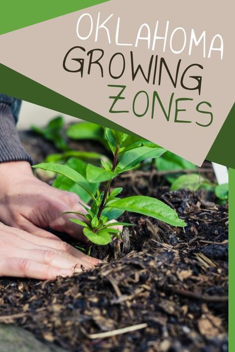 Oklahoma growing zones range from 6a to 8a. Your growing zones makes a big difference in how you grow, so you need to know where you are on the USDA growing zone map. #oklahomagardening Growing Zones Map, When To Plant Garlic, Garden Zones, Homesteading Hacks, Plant Garlic, Fall Crops, Plant Vegetables, When To Plant Vegetables, Spring Crops