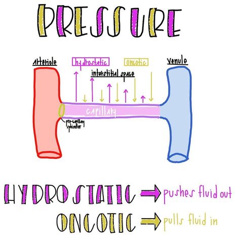 Hydrostatic Pressure, Med Notes, Cardiac Nursing, Future Nurse, Cardiology, Anatomy And Physiology, Medical School, Nursing Students, Nursing School