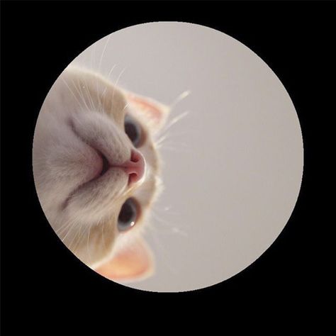 Funny Cat Dp For Whatsapp, Cats Profile Pic, Simple Dp For Whatsapp, Cat Dp Aesthetic, Cat Profile Picture Aesthetic, Simple Profile Picture, Cat Profile Picture, Anime Group Of Friends, Fake Aesthetic