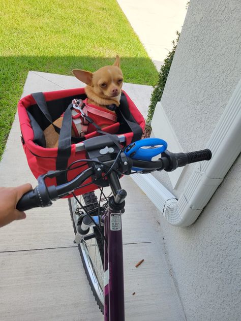 My Nabo 1st time in a bike ride Basket Bike, Dog Bike, Biking With Dog, Dog Basket, Bike Ride, Cute Animals, Bike, Dogs, Animals