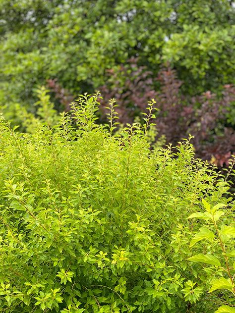 Lime Green Shrubs, Lime Green Plants, White House Blue Shutters, Ninebark Shrub, Small Garden Spaces, Full Sun Flowers, Blue Shutters, Chartreuse Color, Full Sun Perennials