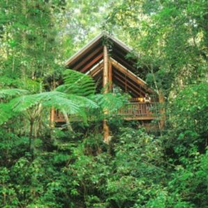 Treehouses in Oceania Rainforest House, A House In The Woods, Atherton Tablelands, Amazing Homes, Unique Trees, Wildlife Sanctuary, Tropical Rainforest, Incredible Places, Australia Travel