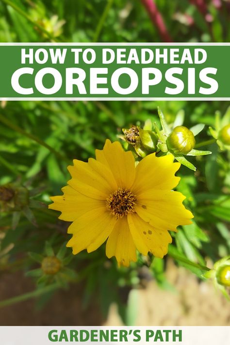 Coreopsis Companion Plants, Yellow Coreopsis, Coreopsis Flower, Tickseed Coreopsis, Flower Tips, Vegetable Benefits, Witch Garden, Plants Outdoor, Plants Garden