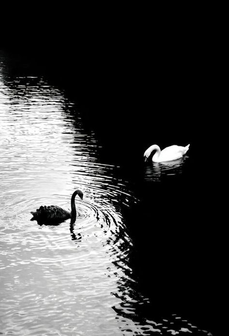 Back And White Astetic, Black And White Swan Painting, Black And White Swan Aesthetic, Dance Aesthetic Black And White, Dark Swan Aesthetic, Aesthetic Black And White Photos, Black Swan Drawing, White On Black Art, Swan Lake Wallpaper