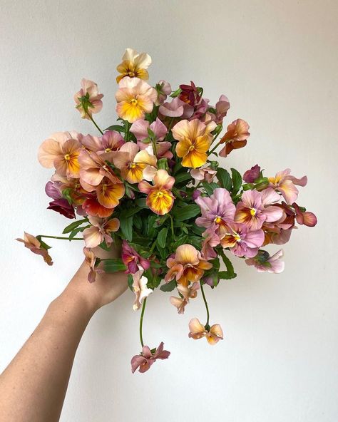 Pansy Floral Arrangements, Single Flower Type Bouquet, Pansy Bouquet, Single Bouquet, Whimsical Goth, Single Flowers, Flower Types, Long Stem Flowers, Garden Inspo