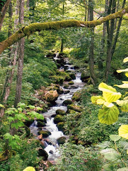 River Raca, Tara mountain, Serbia Tara Mountain, Serbia Travel, Serbia And Montenegro, Autumn Painting, National Geographic Photos, Travel And Tourism, Best Photography, Eastern Europe, Serbia