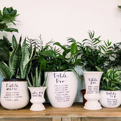 Madeline McDonnell (@maddiekaymcd) • Instagram photos and videos Nature Themed Wedding, Diy Outdoor Weddings, Table Seating Chart, Potted Succulents, Cool Wedding, Earthy Wedding, Wedding Signs Diy, Seating Plan Wedding, Seating Plan