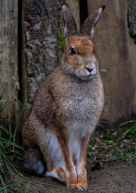 Irish Hare, Witches Woods, Snow Storms, Rabbit Life, Beginning Of Spring, Dark Moon, Warm Spring, Lily Of The Valley, Free Photo