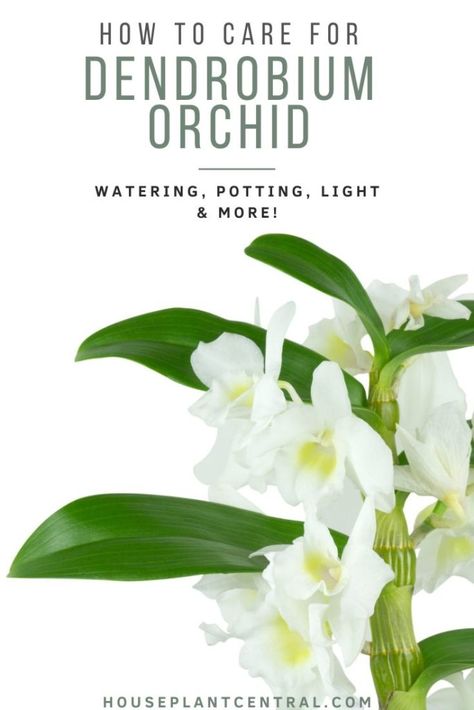 Dendrobian Orchids, Looking After Orchids, Dendrobium Orchids Care, Orchids Care, Dendrobium Nobile, Orchid Fertilizer, Dendrobium Orchid, Cat Plants, Growing Orchids