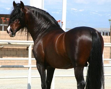 Bay Horse, Andalusian Horse, Horse Horse, Most Beautiful Horses, Most Beautiful Animals, Majestic Horse, Brown Horse, All The Pretty Horses, Horse Crazy