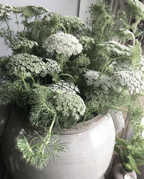 :-) White Flowers Garden, How To Plant Carrots, Queen Anne's Lace Flowers, Nordic House, Flower Cottage, Green Queen, Moon Garden, May Weddings, Queen Annes Lace