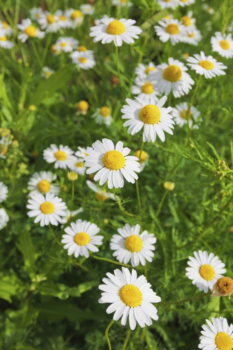 Know your herbs? Chamomile plant health benefits on http://liveandfeel.com/articles/what-is-chamomile-3178 Chamomile Plant, Plant Health, Enjoy Nature, Medicinal Plants, Health Benefits, Herbs, Benefits, Health, Plants