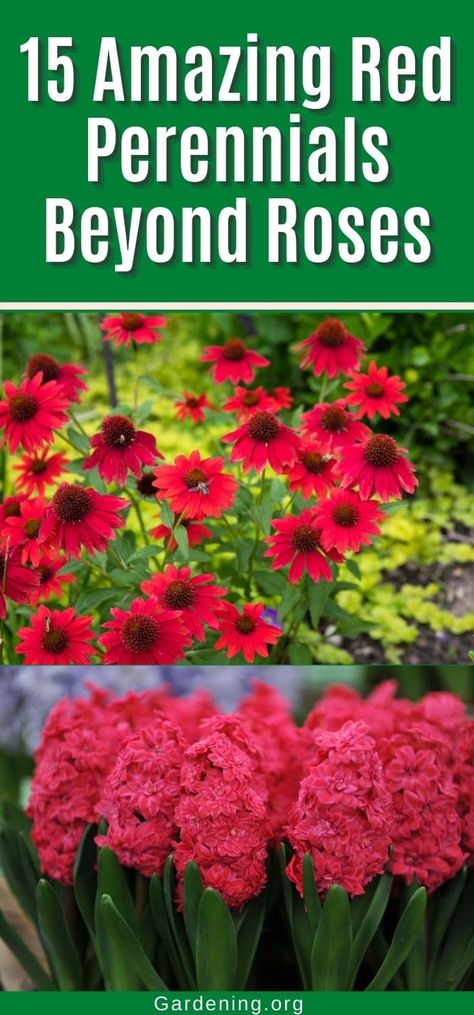 Red Perennials, Full Sun Flowers, Pink Perennials, Plant Tips, Columbine Flower, Full Sun Perennials, Rainbow Garden, Red Plants, Sun Perennials