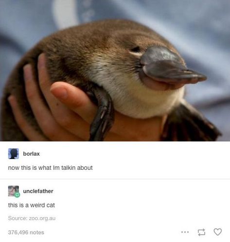 Platypus, Australian Animals, Funny Animal Memes, Animal Jokes, Cute Little Animals, 귀여운 동물, Animal Memes, Cute Funny Animals, Cuteness Overload