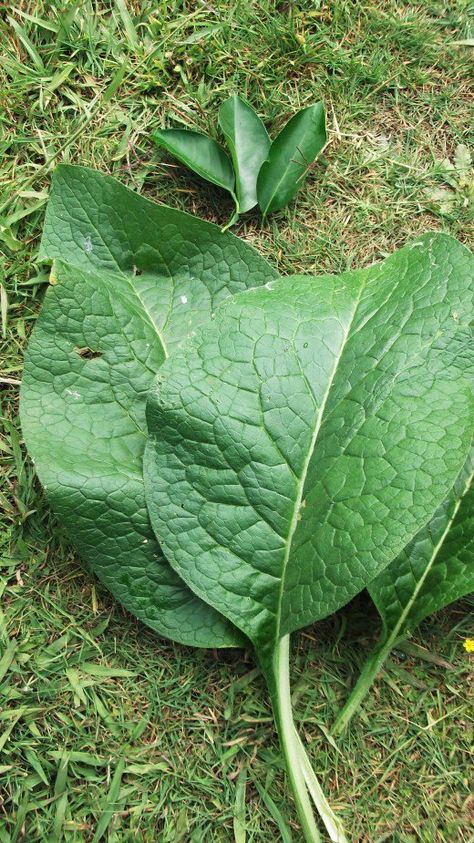 Fresh comfrey leaves from my organic garden. Comfrey is also known as 'knit bone' so it is definitely an ideal ingredient in meals to heal broken bones. Bone Healing Foods, Wrist Fracture, Broken Ankle Recovery, Heal Broken Bones, Old Apple Tree, Apple Tree Care, Ankle Recovery, Comfrey Plant, Grafting Fruit Trees