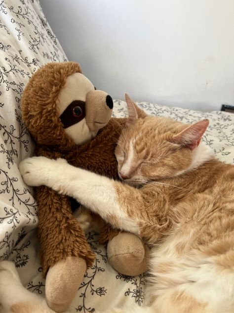 Cat Sleeping In Bed, Dr Pets, Animal Pfp, Cat Pfps, Animal Hugs, Stuff Animals, Sleeping Animals, Cat Hug, Cat Cuddle