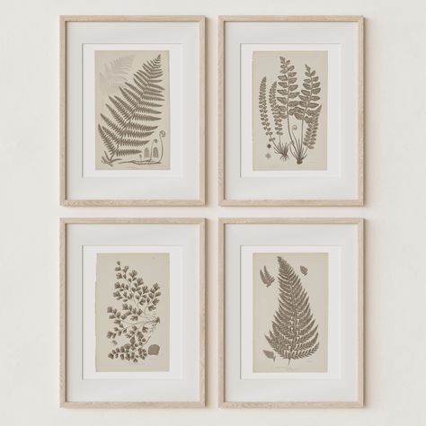 PRICES MAY VARY. Inspired by vintage botanical studies - These botanical study Fern prints are from our actual collection of antique textbook botanicals which we have been collecting for years. This 4-piece leaf wall art print set is in the neutral color of French Grey or Green making it ideal for matching with any aesthetic you may already have. Versatile with any style home decor - We love how these keepsake designs contrast against a white-washed shiplap wall in a farmhouse living room or din Antique Minimalist, Fern Prints, French Gray, Wall Art For Bedroom, Art For Bedroom, Chic Bathrooms, French Grey, Living Room Decor Modern, Antique Decor