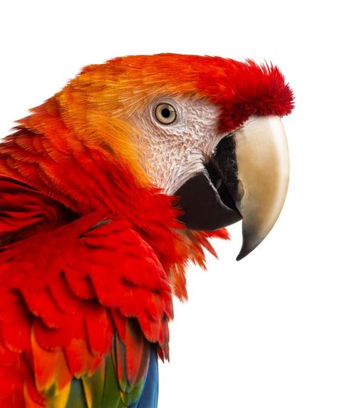 Scarlet Macaw, Rainforest Animals, Best Photo Background, African Grey Parrot, White Poster, African Grey, Wildlife Art, Photo Posters, Photo Backgrounds