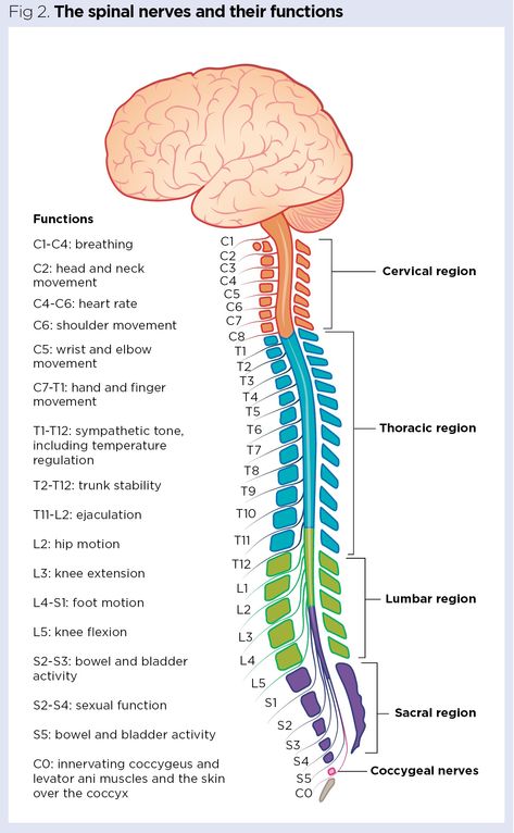 Spinal Cord Diagram, Nervous System Notes, Anatomy Nervous System, Nerves System, Nervous System Diagram, Spinal Cord Anatomy, Nerve System, Nervous System Anatomy, Nerve Anatomy