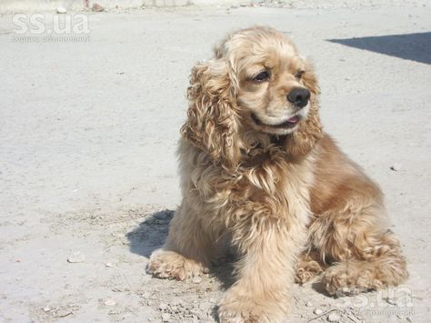 Cocker Spaniel Haircut, Cocker Spaniel Grooming, Cocker Spaniel Rescue, Cocker Spaniel Breeds, Spaniel Breeds, American Cocker Spaniel, Cocker Spaniel Puppies, Cocker Spaniel Dog, Secret Life Of Pets