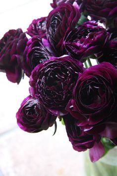 Roses Pinterest, Purple Black Wedding, Dark Purple Roses, Purple Gothic, Purple Wedding Theme, Gothic Garden, Plum Flowers, Lavender Wedding, Dark Floral