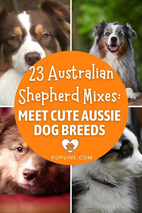 Get to know 23 beloved Australian Shepherd mixes up close. Explore more about behavior, care and nature of these endearing dog breeds. Shepard Dog Breeds, Australian Shepard Mix, Aussie Mix, Meet Cute, Aussie Dog, Shepherd Mix Dog, Aussie Shepherd, Australian Shepherd Mix, Aussie Dogs