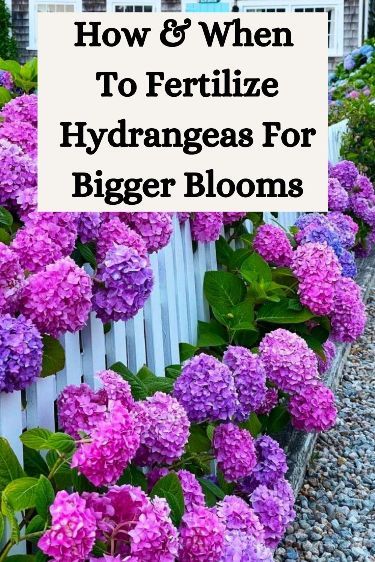 Hydrangea Planters, Hydrangea Plant Care, Antique Hydrangea, Hydrangea Plant, Pruning Hydrangeas, Hydrangea Landscaping, Hydrangea Varieties, Hydrangea Care, Growing Hydrangeas