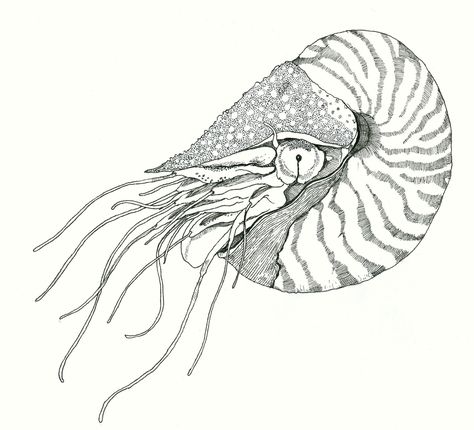 Nautilus Tattoo, Line Drawing Images, Drawing Pics, Chambered Nautilus, Sea Creatures Art, Whale Tattoos, Superhero Coloring, Coral Art, Scientific Illustration