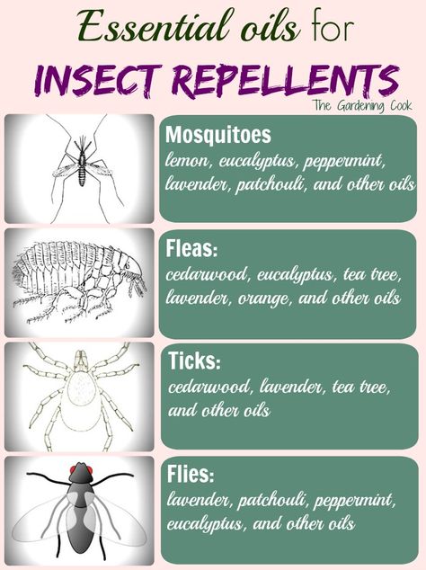 Essential Oil Mosquito Repellent Spray - DIY Project Mosquito Repellent Essential Oils, Insect Repellent Essential Oils, Insect Identification, Mosquito Repellent Spray, Diy Mosquito Repellent, Diy Bug Spray, Bug Spray Recipe, Insect Spray, Diy Essentials